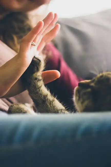 Difference Between Service, Emotional Support Animals and Pets: A Guide for Reno Landlords